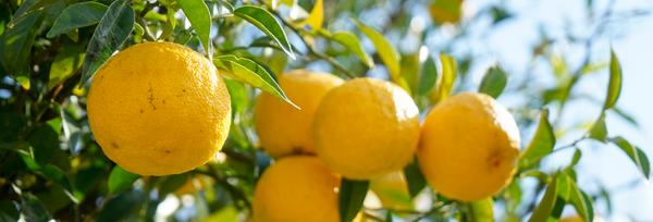 What is Yuzu Essential Oil? How It Can Improve Your Health and Wellbeing?