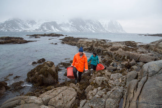 5 Reasons Why Seaweed Will Be the Best Salt Substitute for 2020