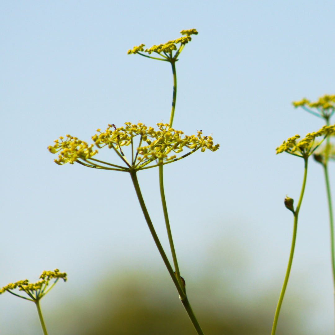 Sweet Fennel