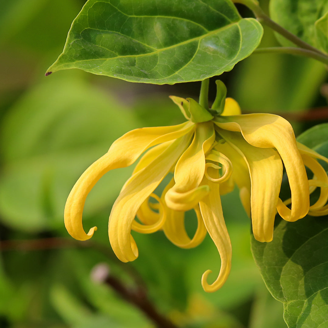 Ylang Ylang